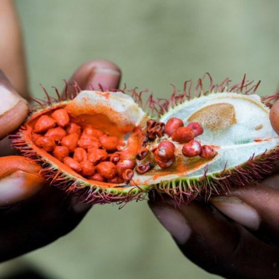 Spice-tours-in-Zanzibar
