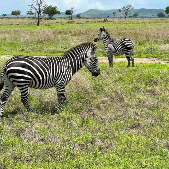 Yesterday's safari trip in Mikumi with Lotta and her husband from Finland (1)