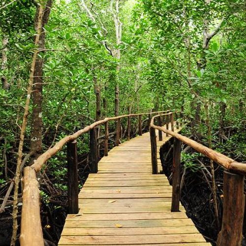 jozani-forest-tour-zanzibar-mangrove-boarwalk