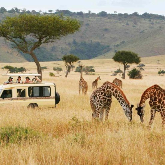 safari-truck-giraffes-micato-safaris-SAFARIGUIDETIPS0721-2549bb165aa34dc193cb8b6f3958654b-1020x680